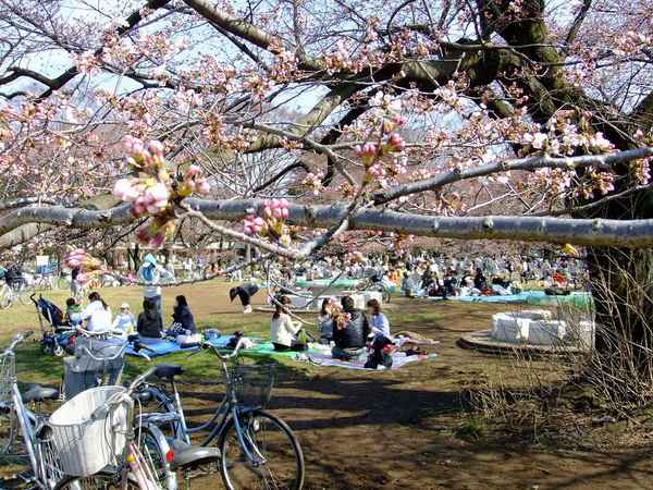 光が丘公園のさくら01.jpg