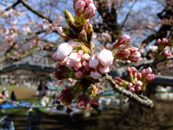 光が丘公園のさくら02.jpg