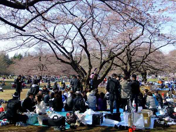 光が丘公園のさくら04.jpg