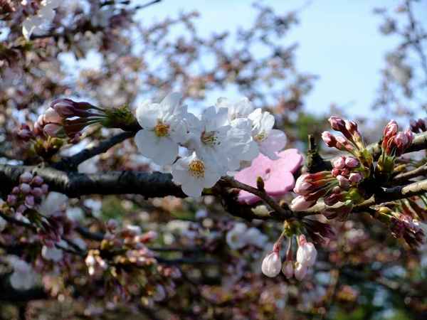 光が丘公園のさくら05.jpg
