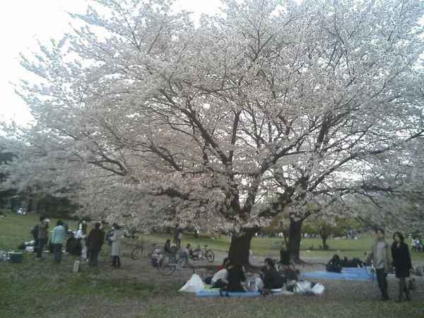 光が丘公園花見2.jpg