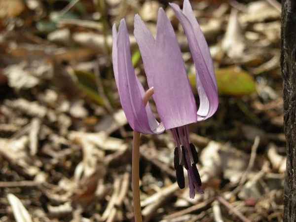 DSCN1525.jpg