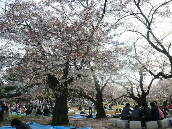 08年4月光が丘公園花見3.jpg