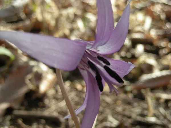 1550カタクリの花.jpg