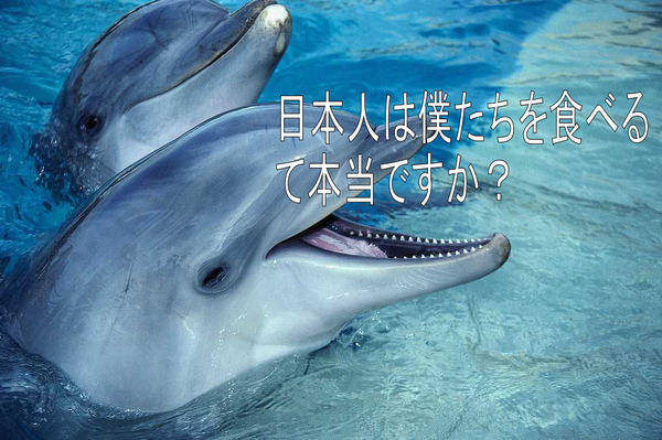 イルカ~2.jpg