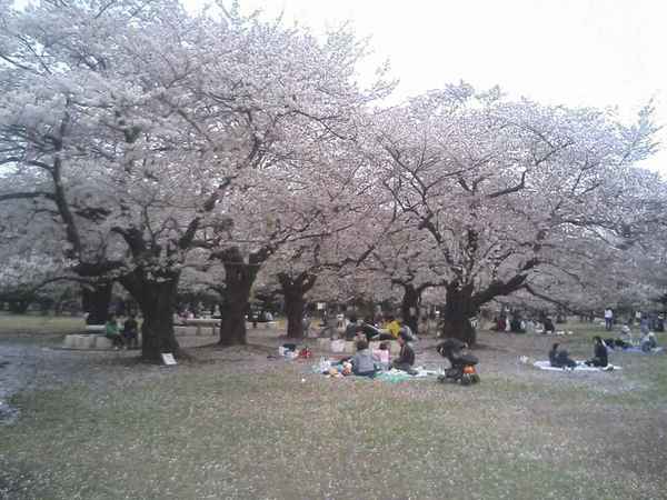 光が丘公園のお花見.jpg