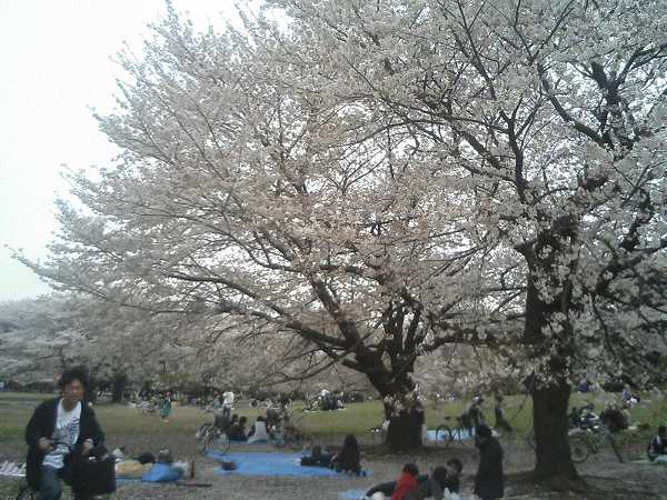 光が丘の桜0407a