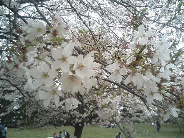 光が丘の桜0407b