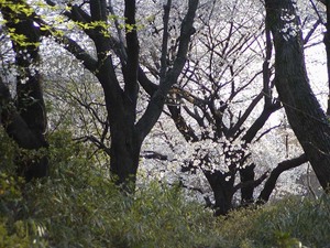 sakura01.jpg