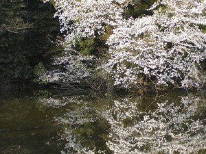 sakura02.jpg