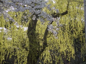 sakura04.jpg