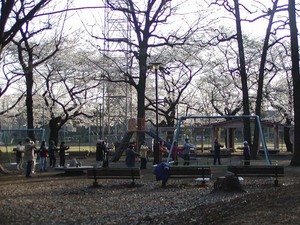 sakura05.jpg